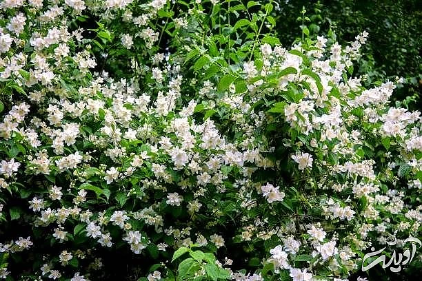 نحوه پرورش گل یاس رازقی کاشت گل یاس رازقی